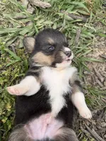 Iceman , a male Pembroke Welsh Corgi for sale in Berryville, AR – Photo 2 of 4