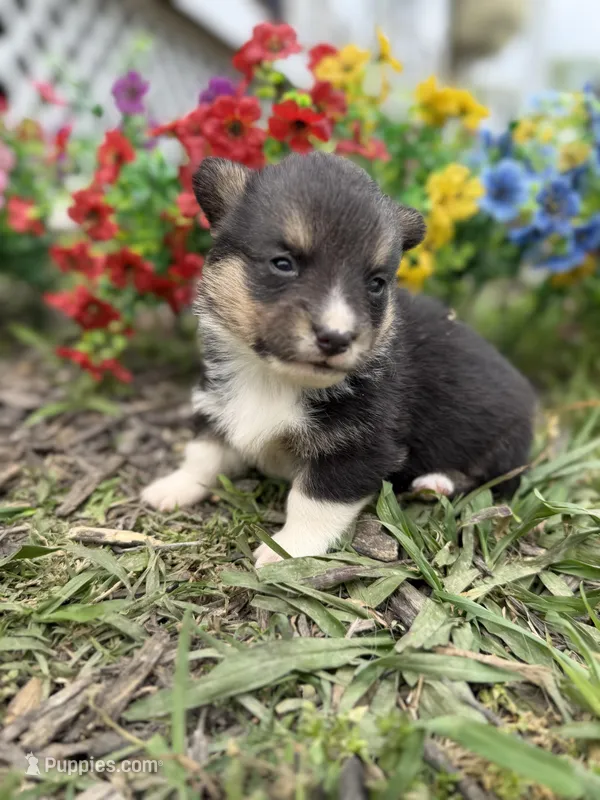 Iceman , a male Pembroke Welsh Corgi for sale in Berryville, AR – Photo 1 of 4