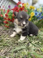 Iceman , a male Pembroke Welsh Corgi for sale in Berryville, AR – Photo 1 of 4