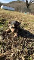 Patty, a female French Bulldog for sale in Berryville, AR – Photo 3 of 5