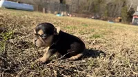 Patty, a female French Bulldog for sale in Berryville, AR – Photo 4 of 5