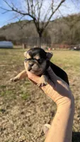 Patty, a female French Bulldog for sale in Berryville, AR – Photo 1 of 5