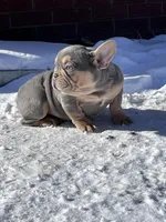 Taz, a male French Bulldog for sale in Berryville, AR – Photo 1 of 5