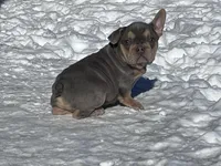 Taz, a male French Bulldog for sale in Berryville, AR – Photo 3 of 5