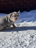 Taz, a male French Bulldog for sale in Berryville, AR – Photo 2 of 5