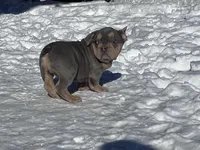 Taz, a male French Bulldog for sale in Berryville, AR – Photo 5 of 5