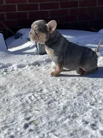 Taz, a male French Bulldog for sale in Berryville, AR – Photo 4 of 5