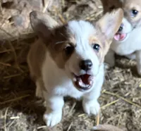 Dottie, a female Pembroke Welsh Corgi for sale in Berryville, AR – 1 of 3