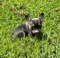 Bristol, a female French Bulldog for sale in Berryville, AR – Photo 2 of 3