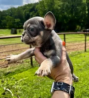 Bristol, a female French Bulldog for sale in Berryville, AR – Photo 3 of 3