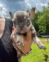Bristol, a female French Bulldog for sale in Berryville, AR – Photo 1 of 3