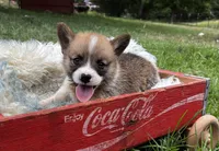 Stripes, a male Pembroke Welsh Corgi for sale in Berryville, AR – Photo 1 of 5