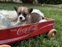 Stripes, a male Pembroke Welsh Corgi for sale in Berryville, AR – Photo 3 of 5