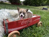 Stripes, a male Pembroke Welsh Corgi for sale in Berryville, AR – Photo 4 of 5