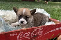 Stripes, a male Pembroke Welsh Corgi for sale in Berryville, AR – Photo 2 of 5