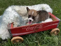 Stripes, a male Pembroke Welsh Corgi for sale in Berryville, AR – Photo 5 of 5
