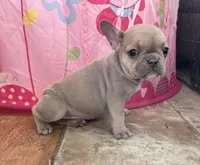 Sari, a female French Bulldog for sale in Berryville, AR – Photo 5 of 8