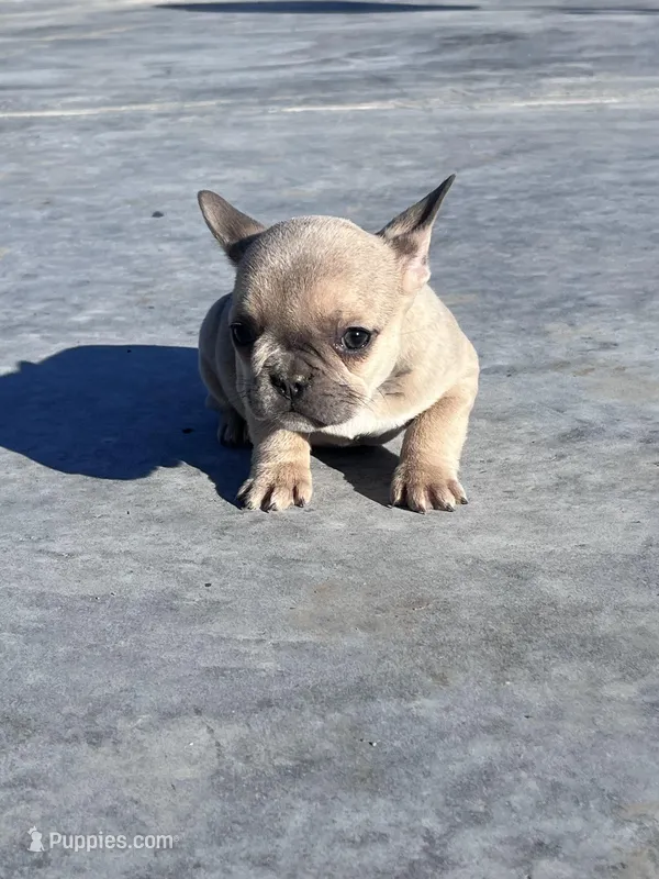 Sari, a female French Bulldog for sale in Berryville, AR – Photo 1 of 8