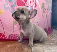 Sari, a female French Bulldog for sale in Berryville, AR – Photo 4 of 8