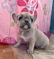 Sari, a female French Bulldog for sale in Berryville, AR – Photo 3 of 8