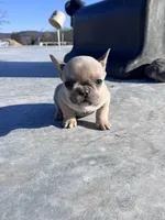 Sari, a female French Bulldog for sale in Berryville, AR – Photo 8 of 8