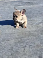 Sari, a female French Bulldog for sale in Berryville, AR – Photo 2 of 8