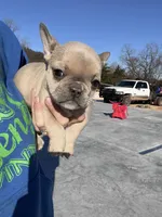 Sari, a female French Bulldog for sale in Berryville, AR – Photo 6 of 8