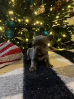 Reba, a female French Bulldog for sale in Berryville, AR – Photo 4 of 4