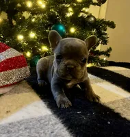 Reba, a female French Bulldog for sale in Berryville, AR – Photo 1 of 4