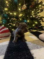 Reba, a female French Bulldog for sale in Berryville, AR – Photo 3 of 4