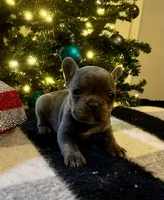 Reba, a female French Bulldog for sale in Berryville, AR – Photo 2 of 4