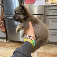 Marv, a male French Bulldog for sale in Berryville, AR – Photo 2 of 8