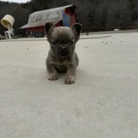 Marv, a male French Bulldog for sale in Berryville, AR – Photo 5 of 8