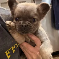 Marv, a male French Bulldog for sale in Berryville, AR – Photo 1 of 8