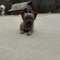 Marv, a male French Bulldog for sale in Berryville, AR – Photo 3 of 8