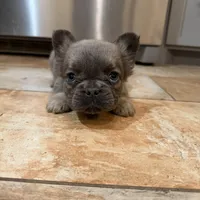 Marv, a male French Bulldog for sale in Berryville, AR – Photo 7 of 8