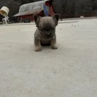 Marv, a male French Bulldog for sale in Berryville, AR – Photo 6 of 8