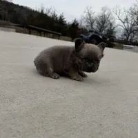 Marv, a male French Bulldog for sale in Berryville, AR – Photo 4 of 8