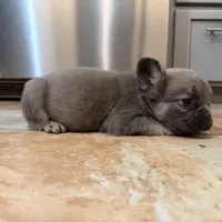 Marv, a male French Bulldog for sale in Berryville, AR – Photo 8 of 8