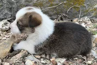 Dottie, a female Pembroke Welsh Corgi for sale in Berryville, AR – 2 of 2
