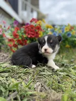 Goose, a male Pembroke Welsh Corgi for sale in Berryville, AR – Photo 4 of 4