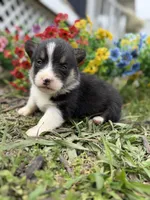 Goose, a male Pembroke Welsh Corgi for sale in Berryville, AR – Photo 2 of 4