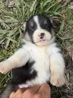 Goose, a male Pembroke Welsh Corgi for sale in Berryville, AR – Photo 3 of 4