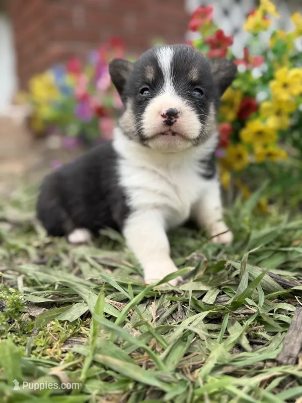 Goose – Pembroke Welsh Corgi puppy for sale in Berryville, AR