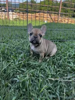 Paisley, a female French Bulldog for sale in Berryville, AR – Photo 2 of 6