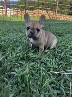 Paisley, a female French Bulldog for sale in Berryville, AR – Photo 1 of 6