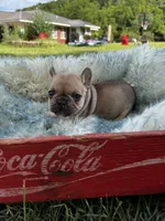 Paisley, a female French Bulldog for sale in Berryville, AR – Photo 4 of 6