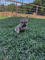 Paisley, a female French Bulldog for sale in Berryville, AR – Photo 5 of 6