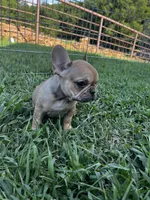 Paisley, a female French Bulldog for sale in Berryville, AR – Photo 6 of 6