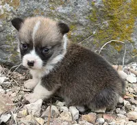 Little Donnie, a male Pembroke Welsh Corgi for sale in Berryville, AR – 2 of 2